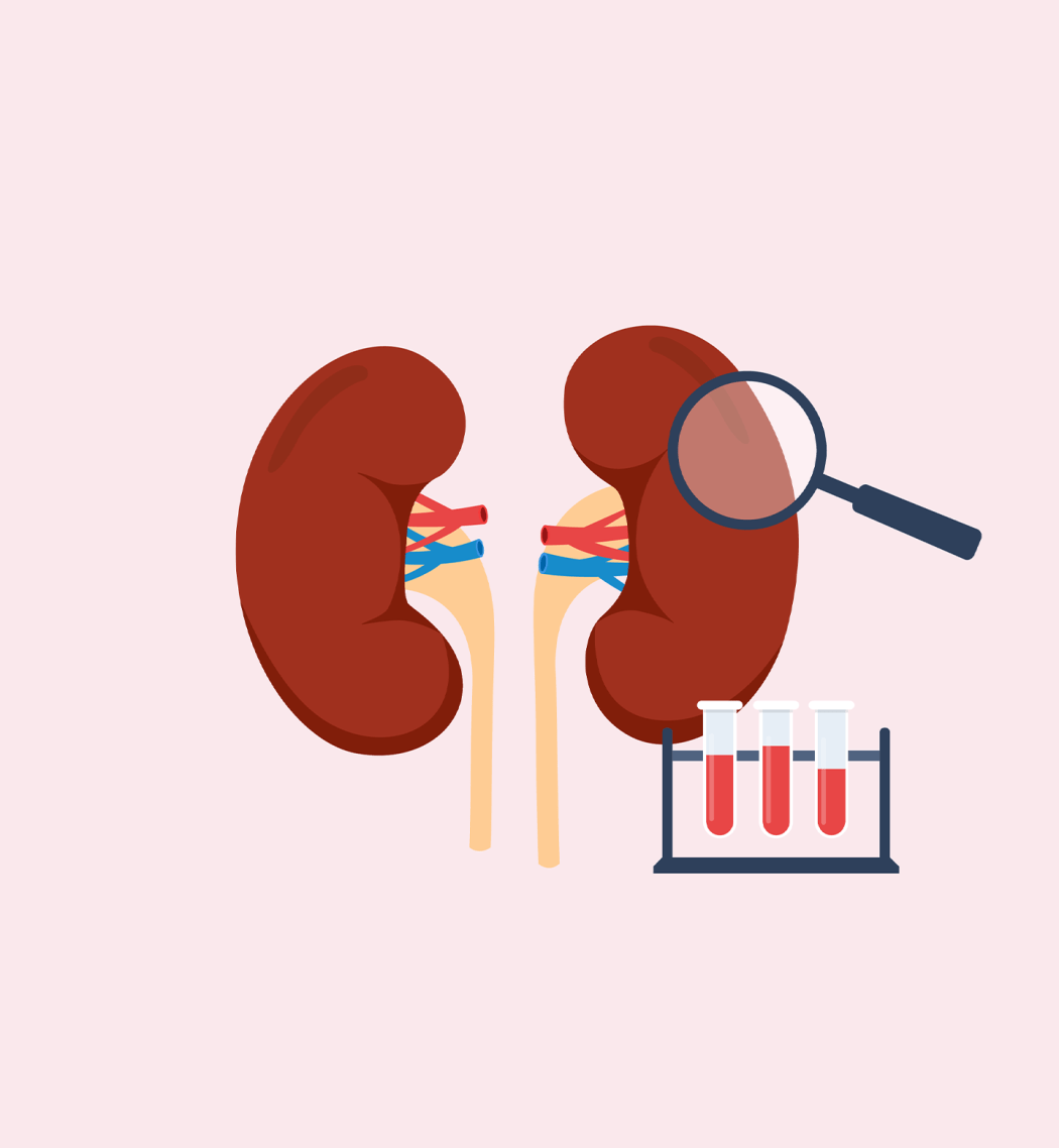 A digital illustration showing a pair of kindeys being examined by a magnifying glass, and vials of drawn blood.