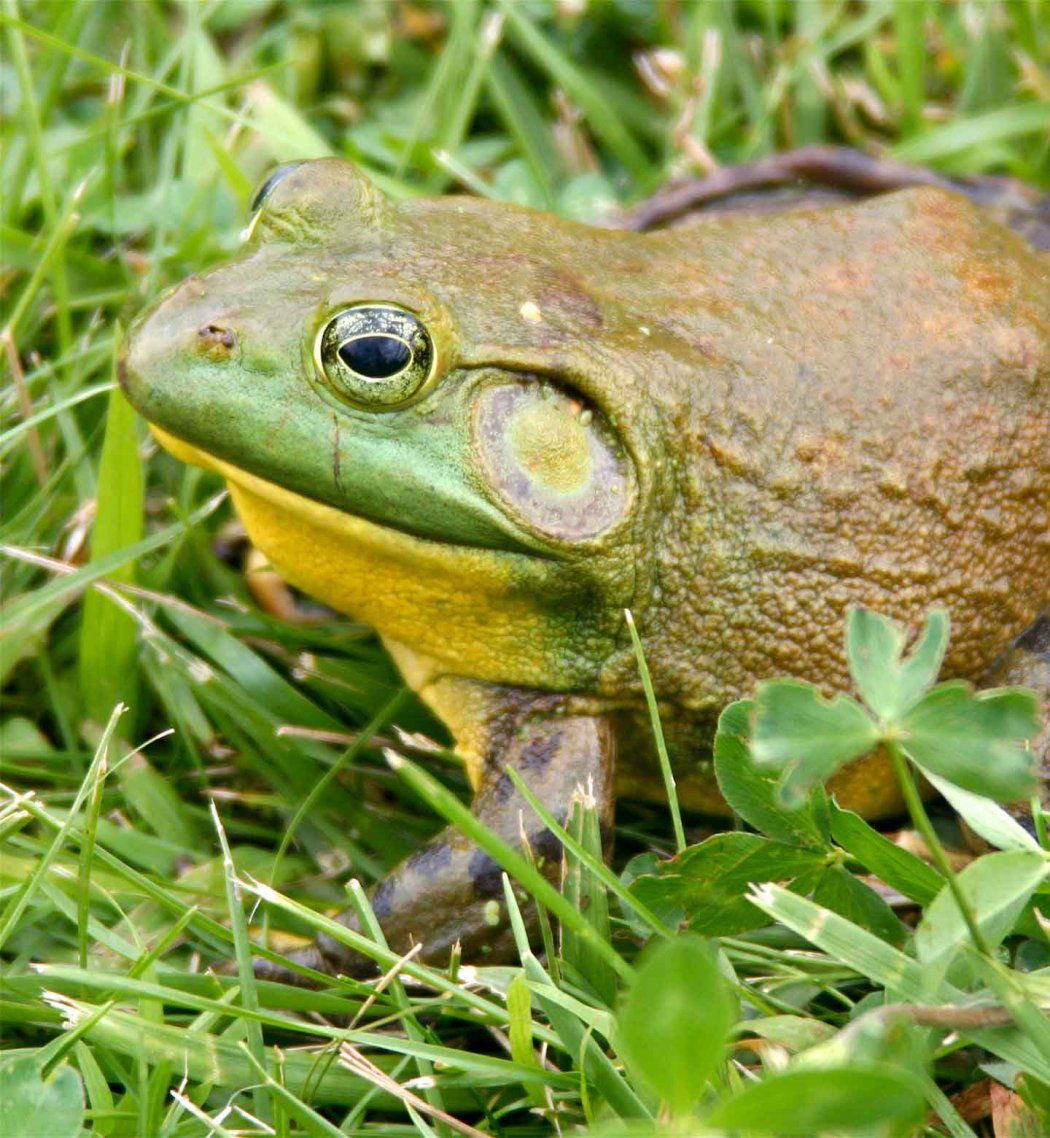 A closeup of a North American bullfrog, wich has shades of green, yellow, and orange.