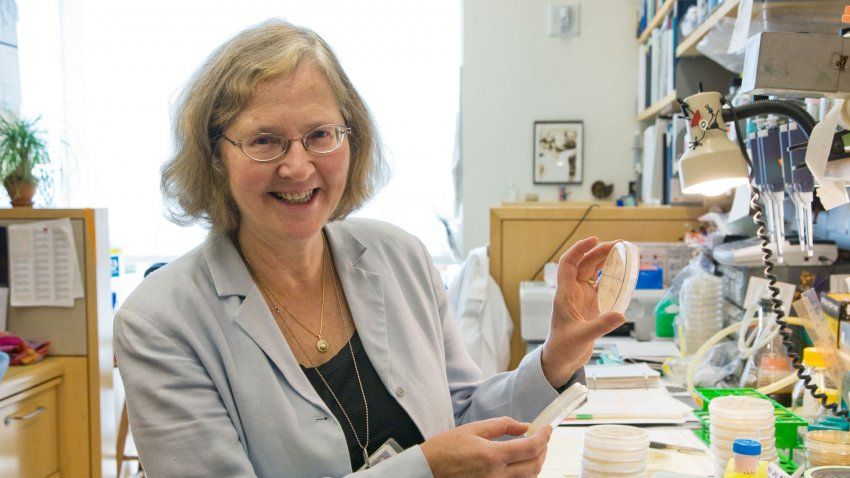 Elizabeth Blackburn holds up petrie dish in her lab