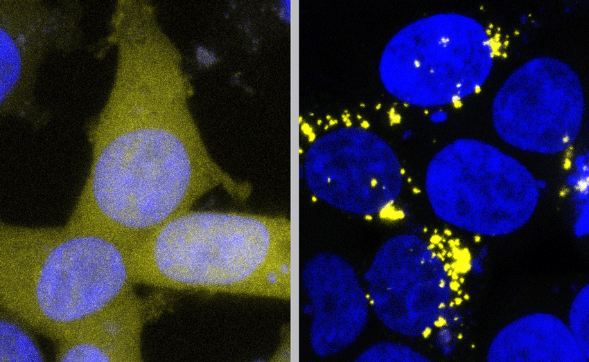 Science image of cells. 