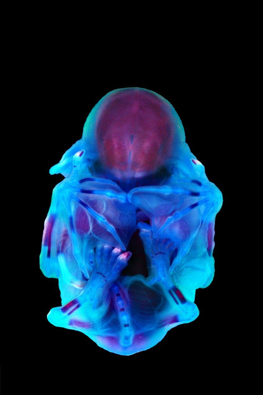 Image of a long-fingered bat fetus.