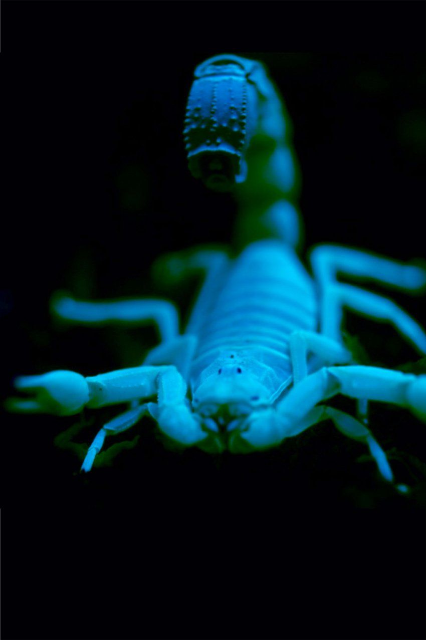 Photo of a southern man-killer scorpion under a UV light.