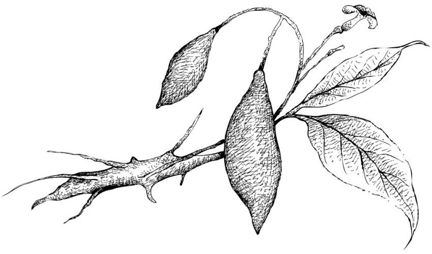 An illustration of a stem of tabernanthe iboga, commonly known as iboga, bearing fruit