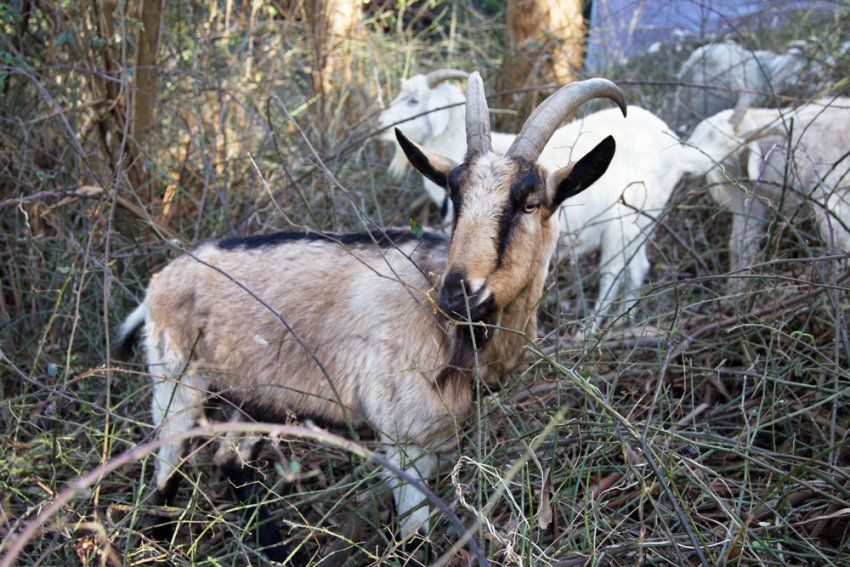 Goats chewing on shrubbery