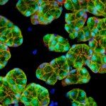 Microscopic image of mouse salivary gland